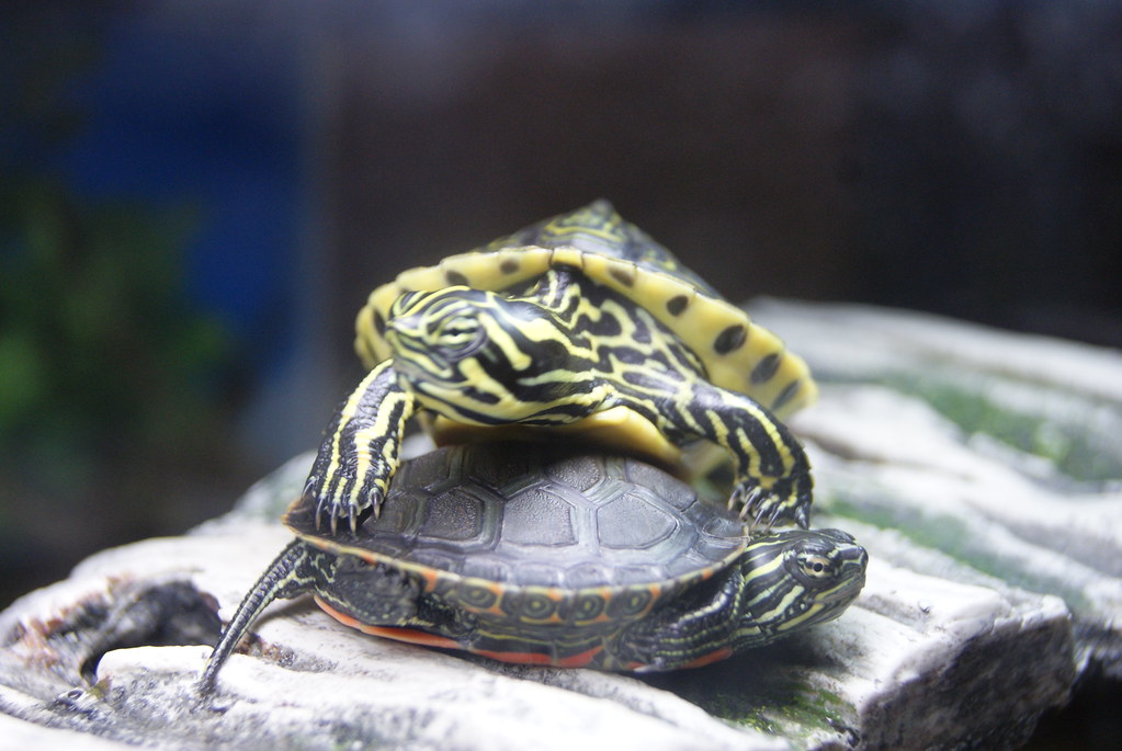 Yellow Belly Turtle & Red Belly Turtle