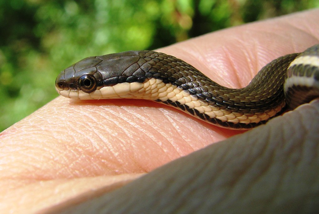 newborn queen snake