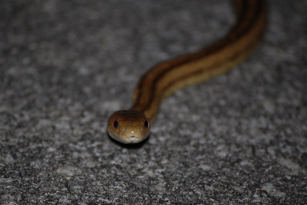 Rat Snake