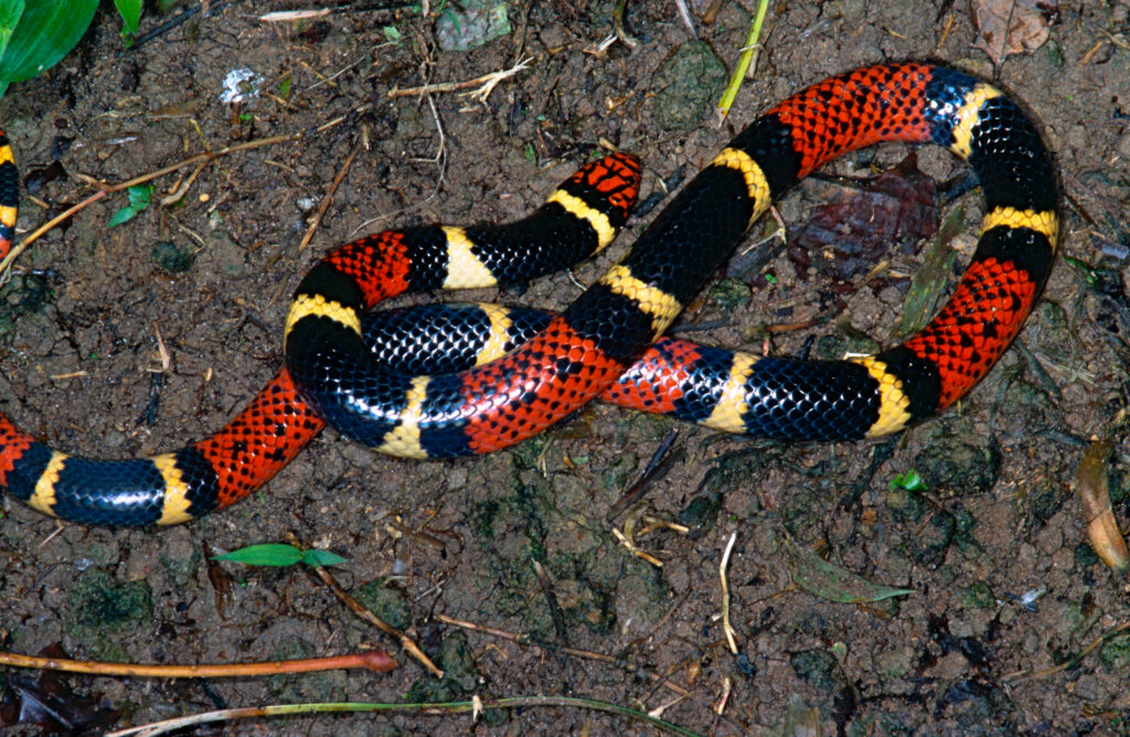 File:Aquatic Coral Snake (Micrurus surinamensis) (13929030809).jpg