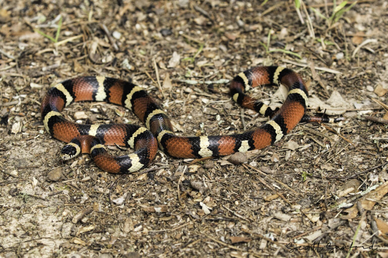 7 Non-Venomous Snakes That Make Calm and Curious Pets