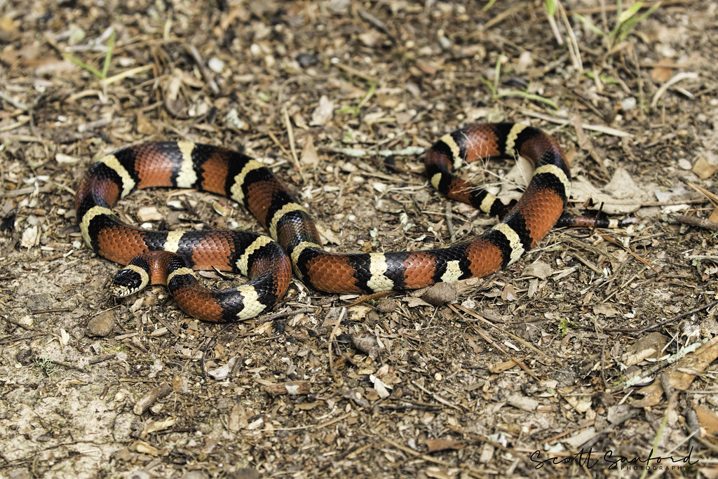 King Snake: The Reptile Royalty
