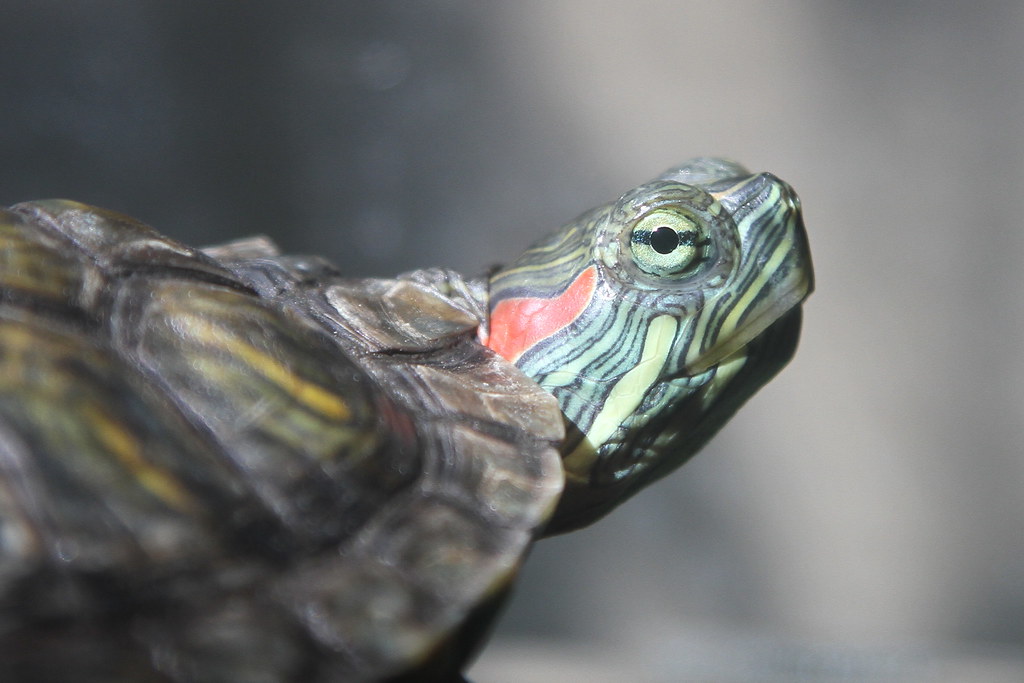 The Red-Eared Slider Problem