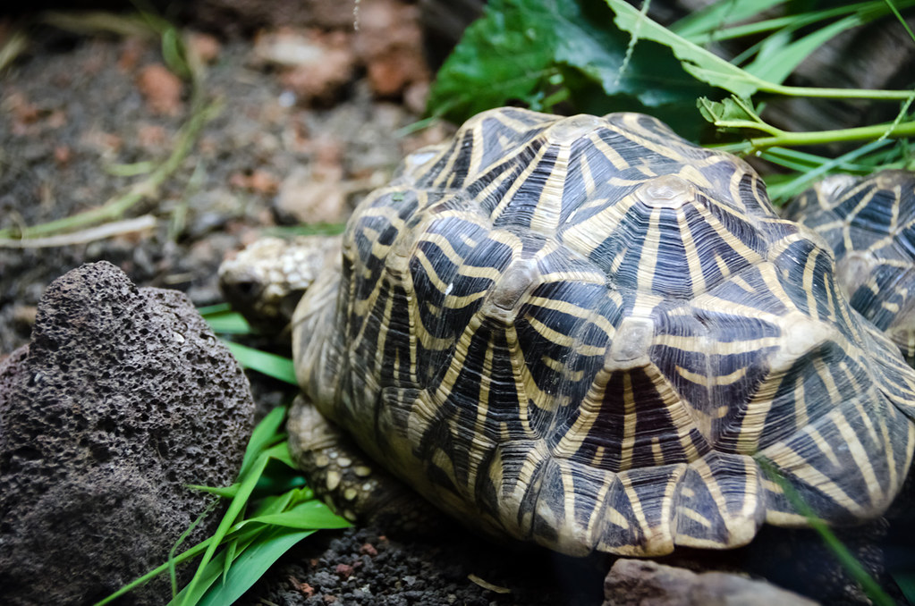 Indian Star Tortoise