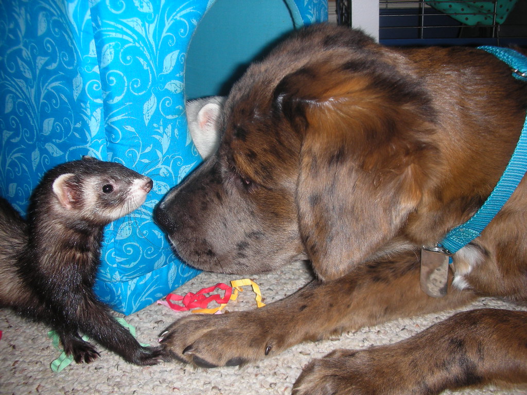 Ferrets and Other Pets: Possible Combinations