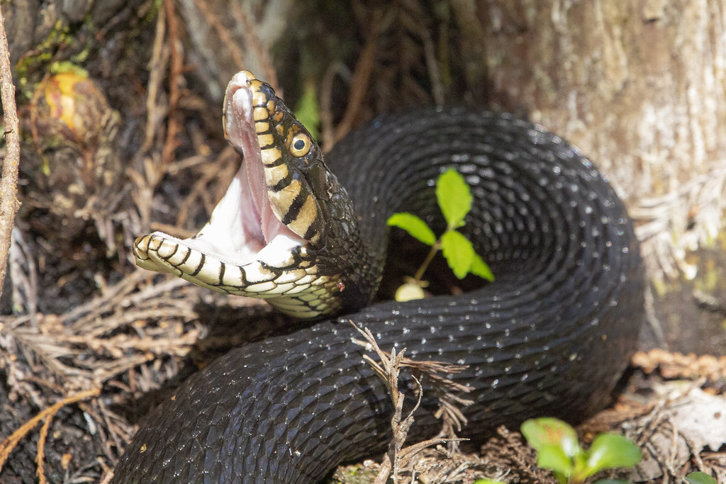 Florida Banded Water Snake