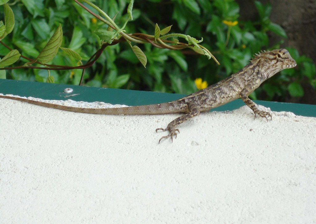 Global Diversity of Insect-Controlling Lizards