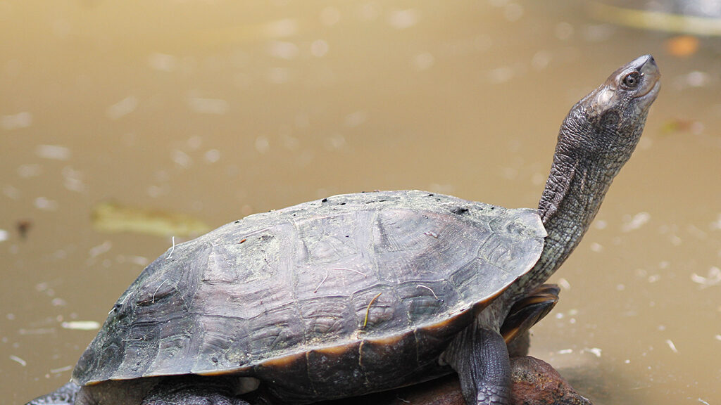 Indian Black Turtle