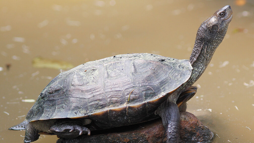 Indian Black Turtle