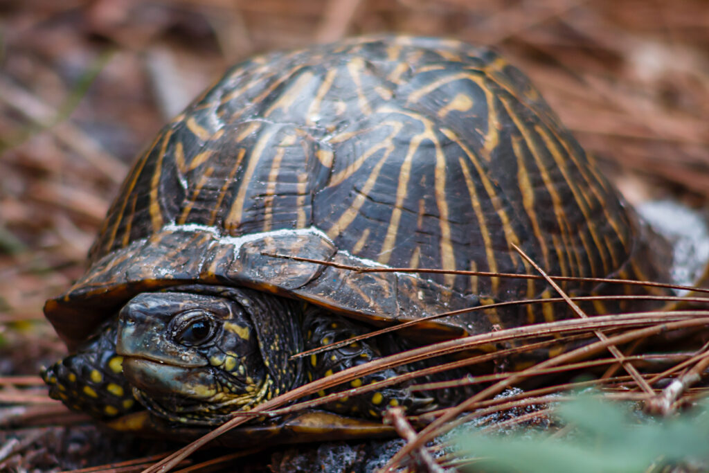 Florida Box Turtle: The Forest Wanderer