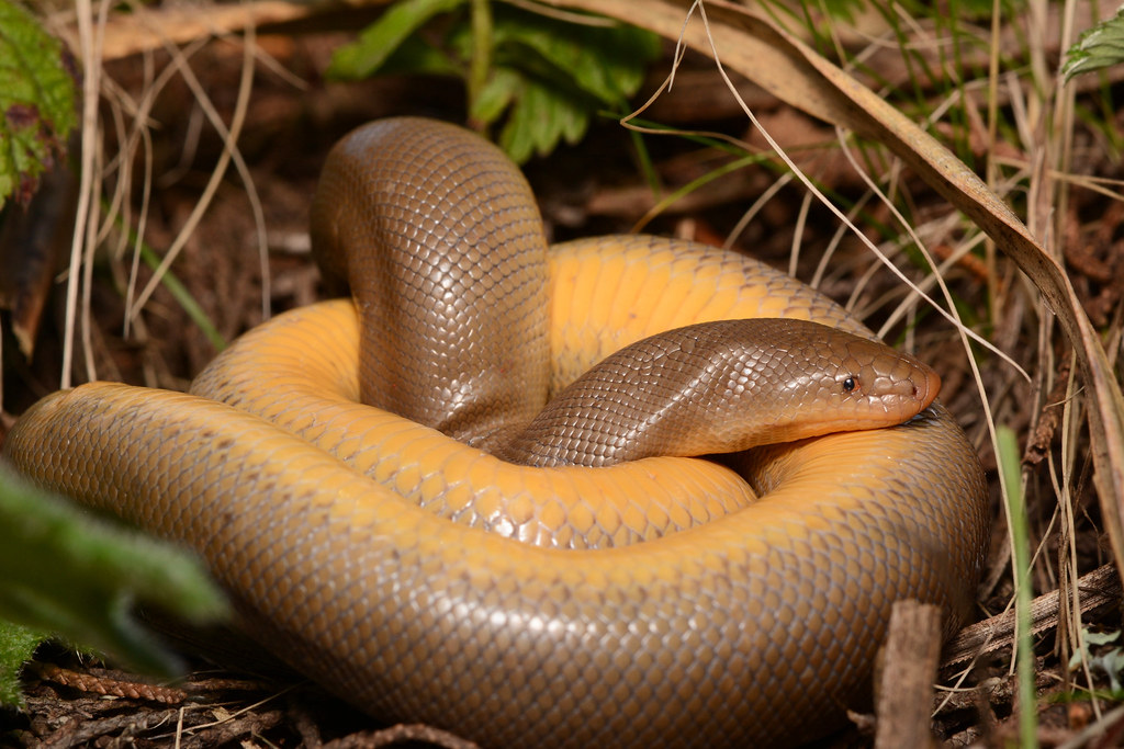Northern Rubber Boa