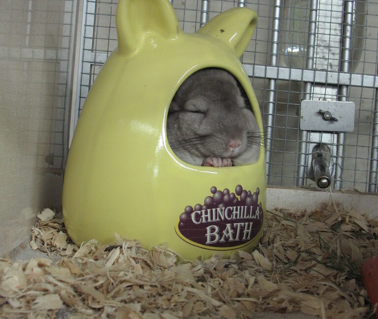 Maintaining and Reusing Dust Bath Material