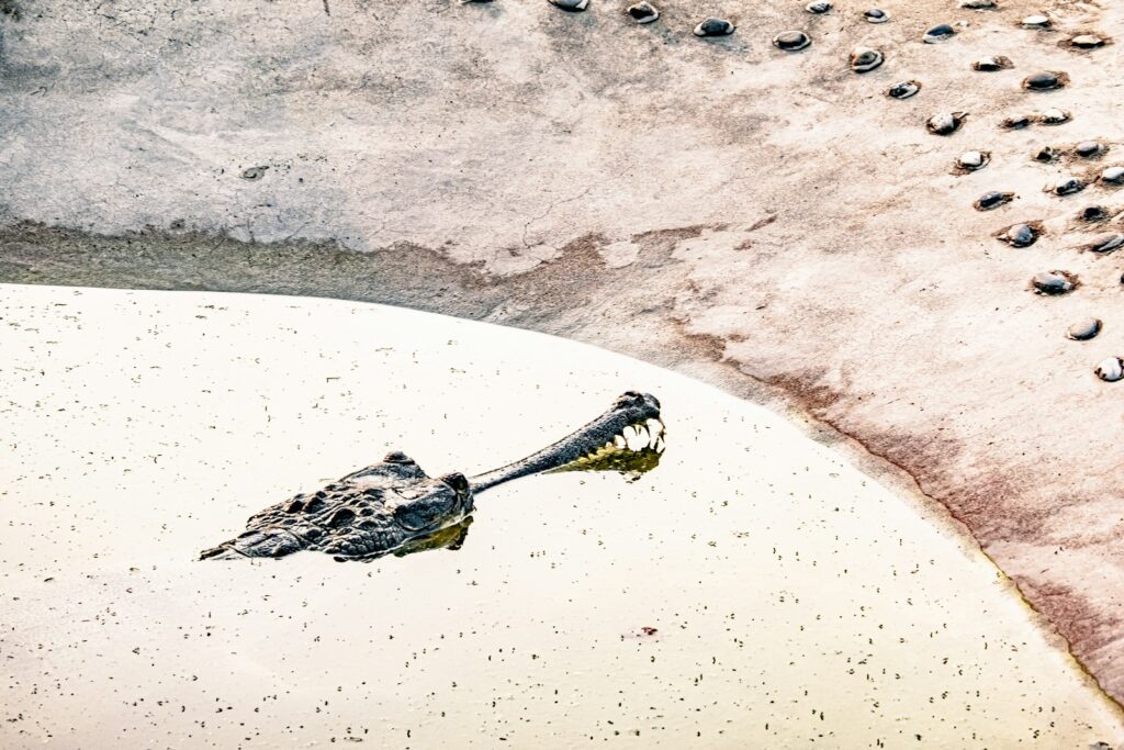 A bird flying over a sandy beach next to the ocean