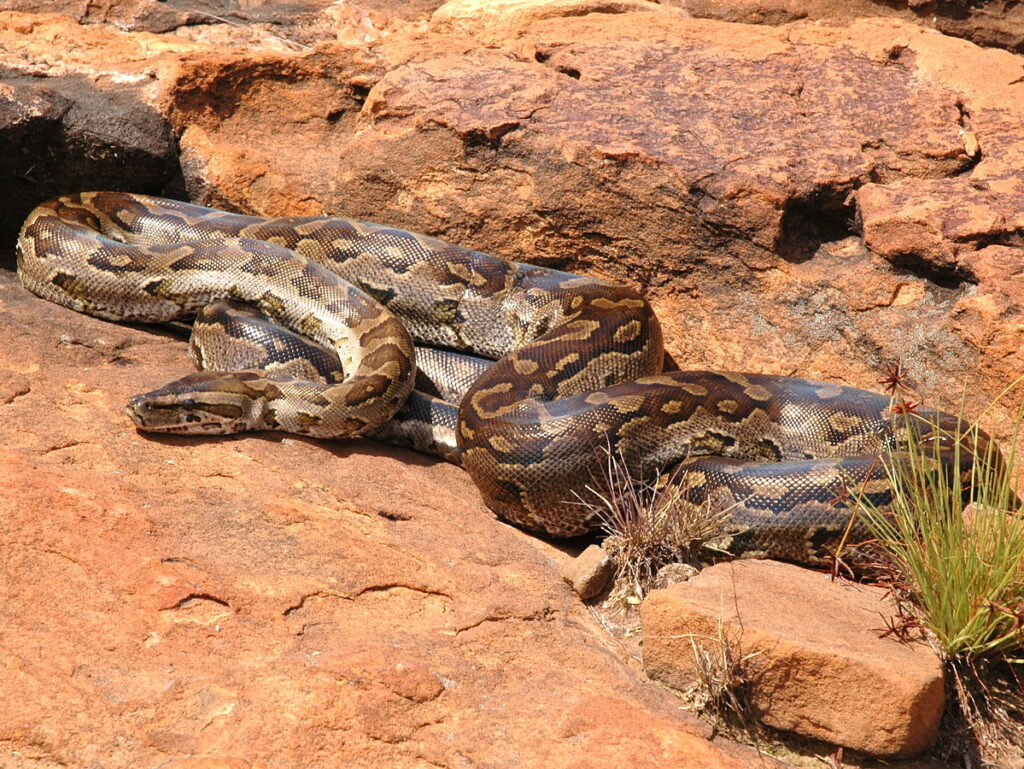 The African Rock Python: Continental Giant