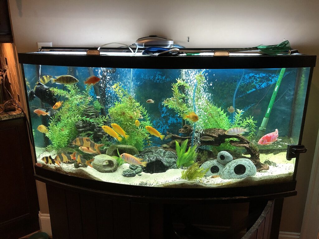 The Aquarium as an Ecosystem