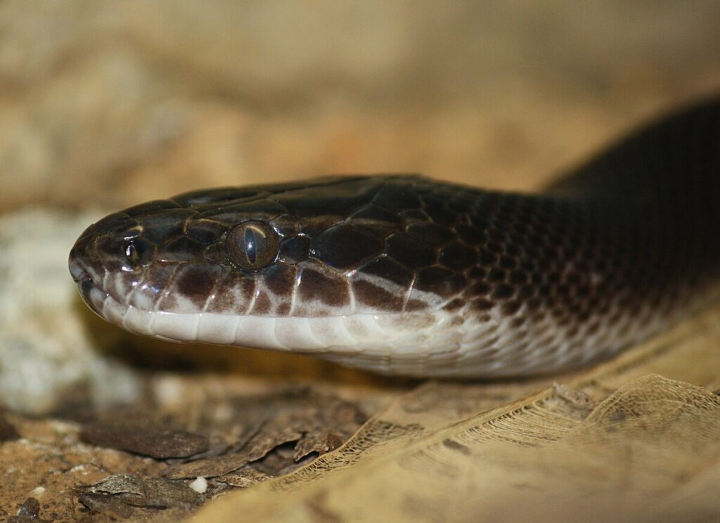 African House Snakes: The Overlooked Gems