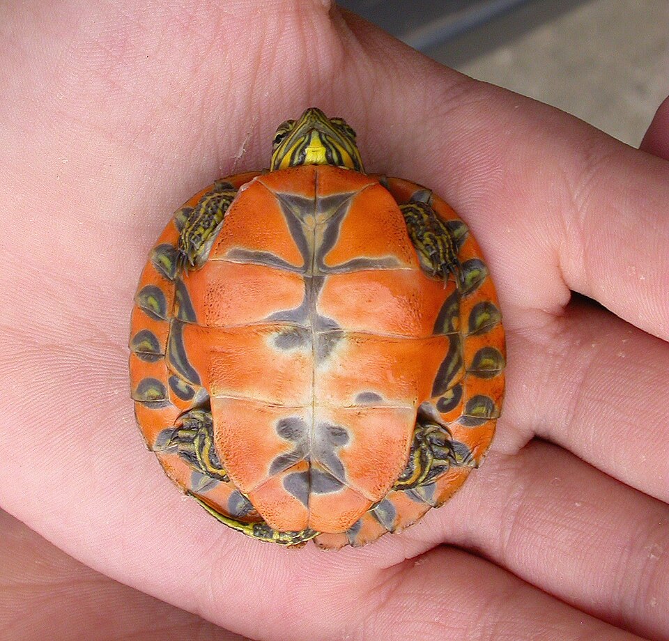 9. Shells Change Color With Age