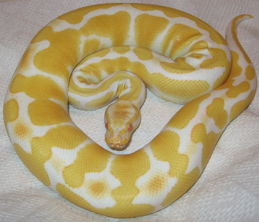 Care Differences Among Morphs