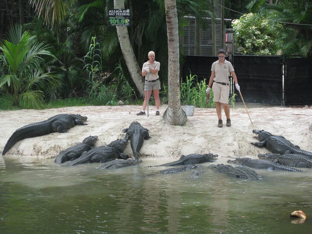 The Deadliest Large Animal to Humans