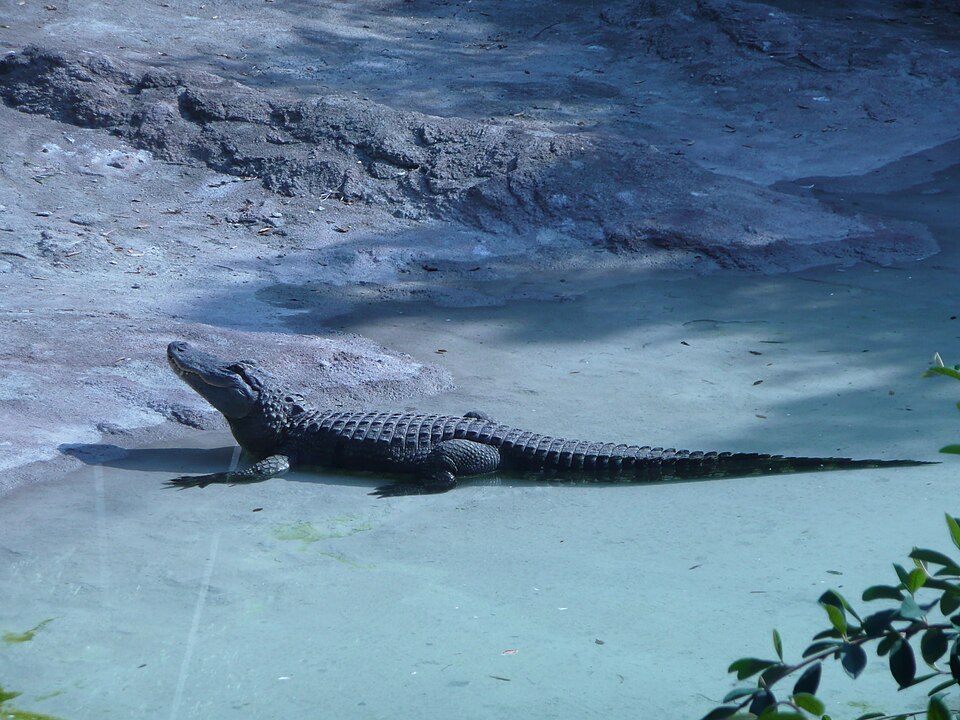 Mississippi's Alligator Distribution