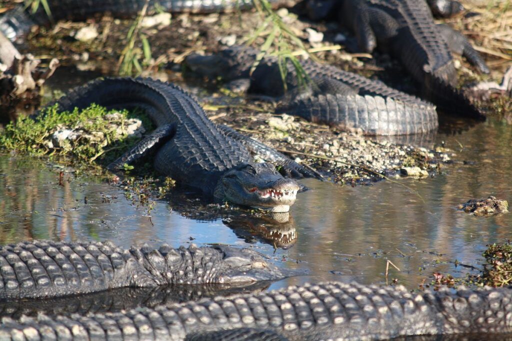 Alligators Create Vital Habitat for Other Species