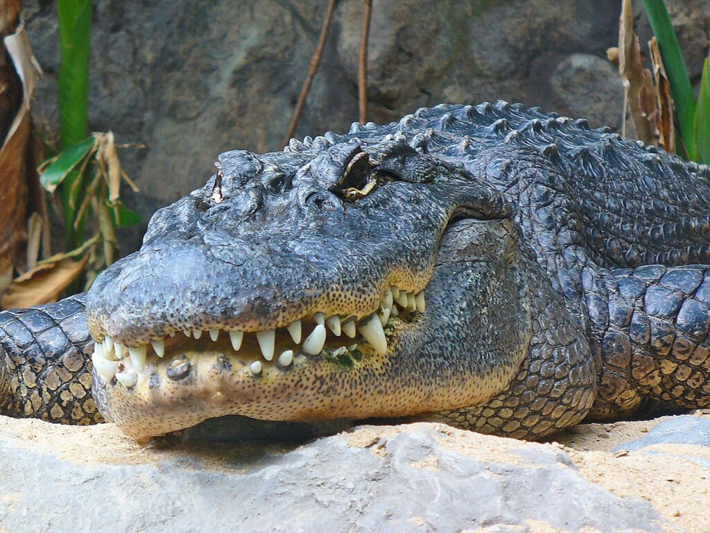 2. Florida - A Peninsula Paradise for Reptiles