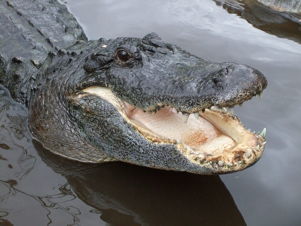 Alligator Blood Contains Powerful Antibiotics