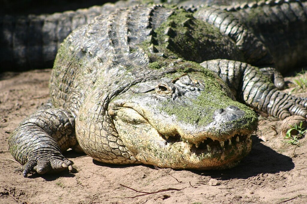 Alligators Can Live Without Food for Nearly Two Years
