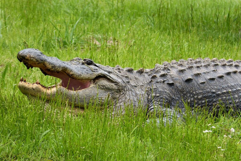 American Alligator (Alligator mississippiensis)