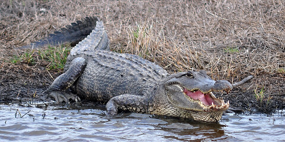 Texas and Its Alligator Population