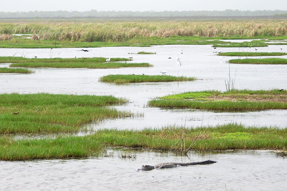 Climate Constraints on Alligator Distribution