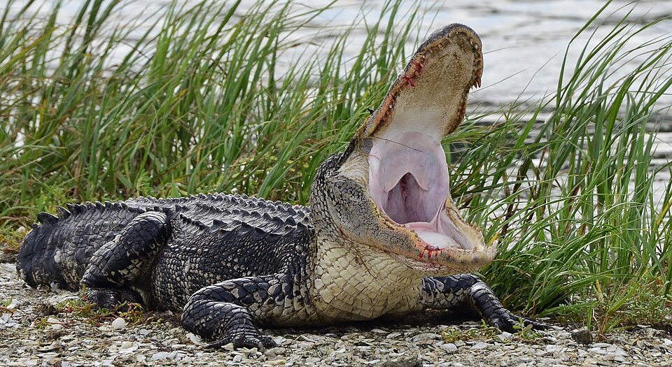 South Carolina's Lowcountry Alligators