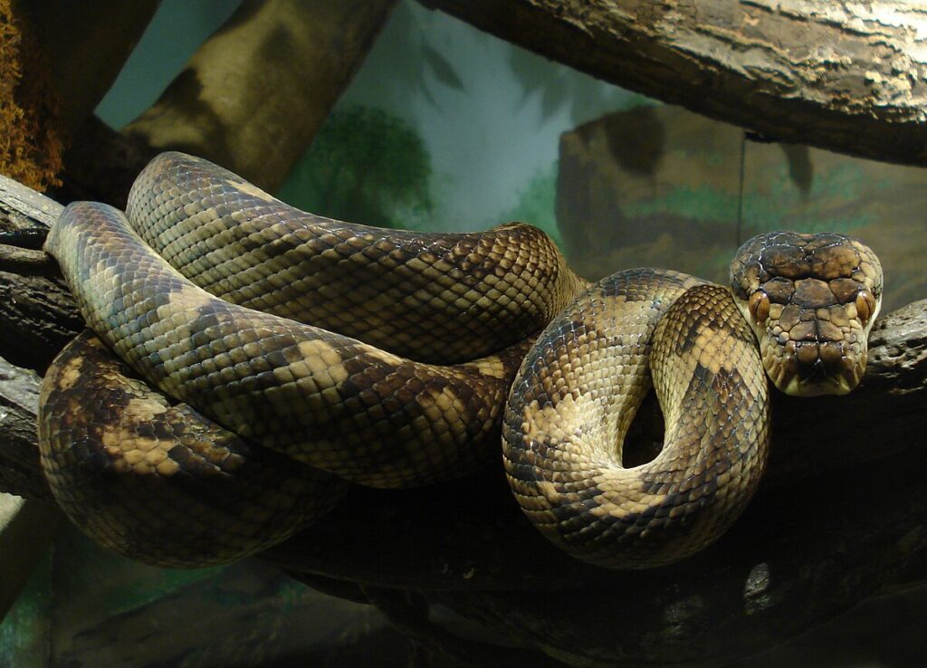 The Amethystine Python: Australia's Largest Snake
