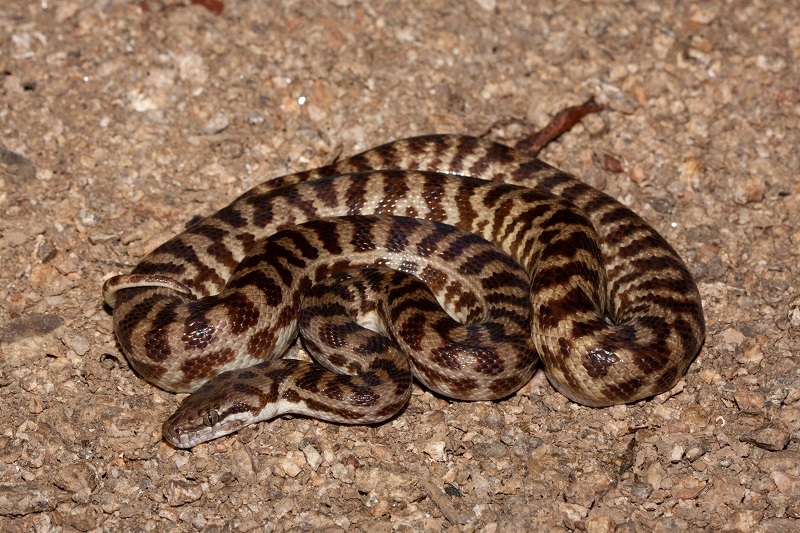 Spotted Pythons: Australia's Pocket Pythons