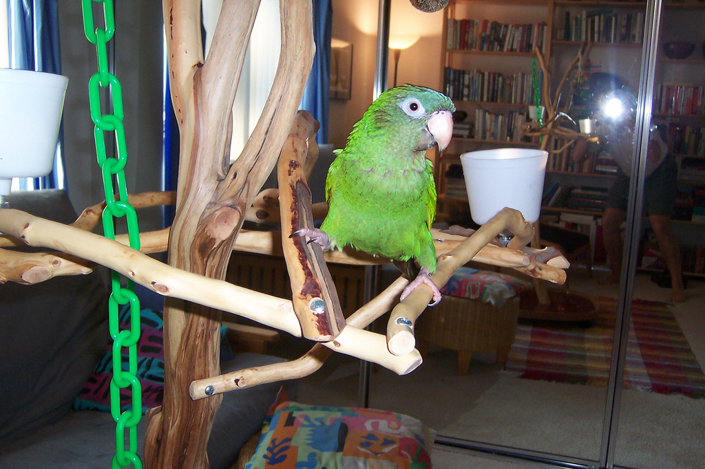 Creating an Enriching Cage Interior