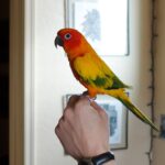 Social Interaction and Handling Techniques