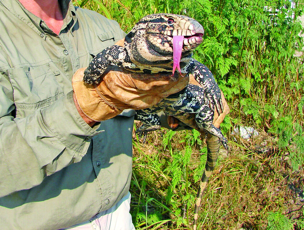 The Science of Lizard Cognition