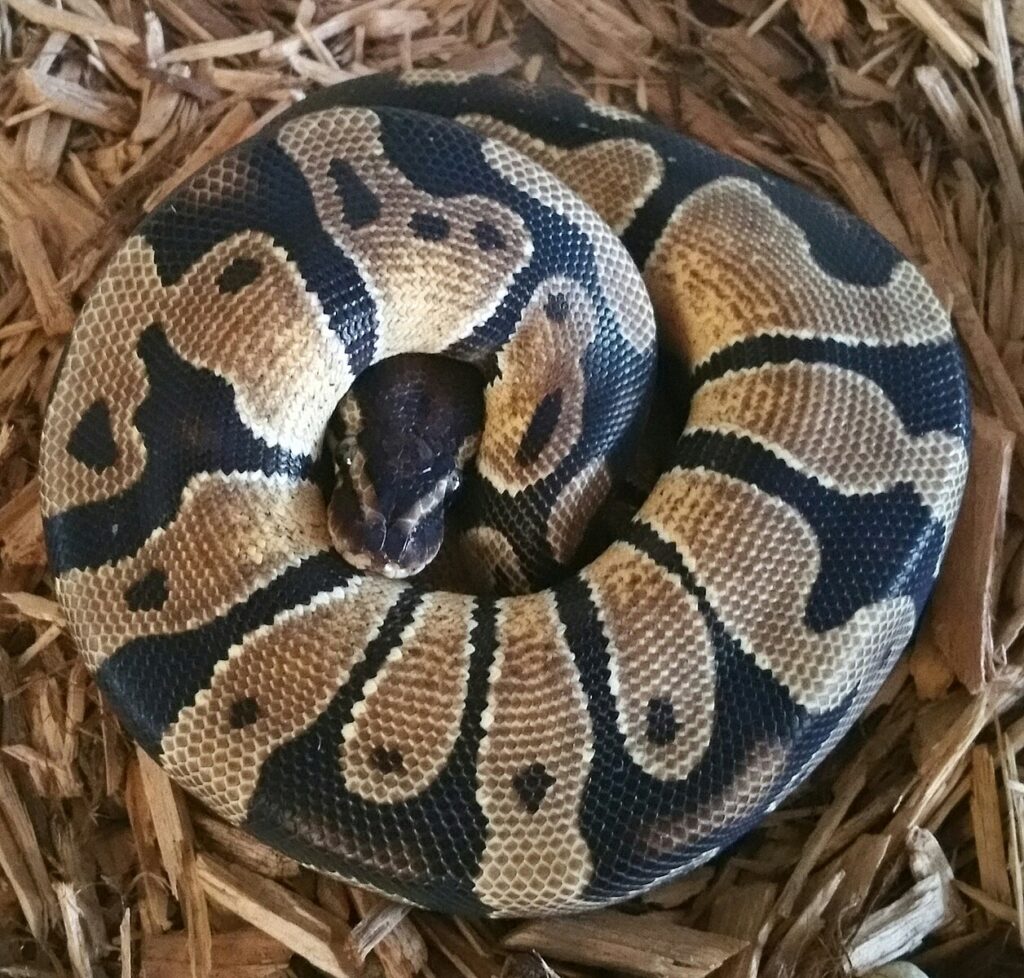 The Ball Python's Defensive Posture