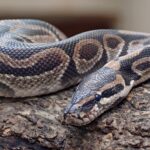 Genetics and Breeding Considerations