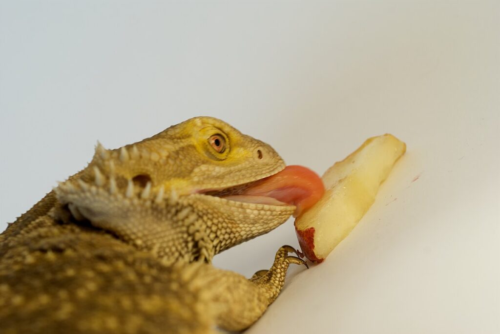 Understanding Bearded Dragon Diet