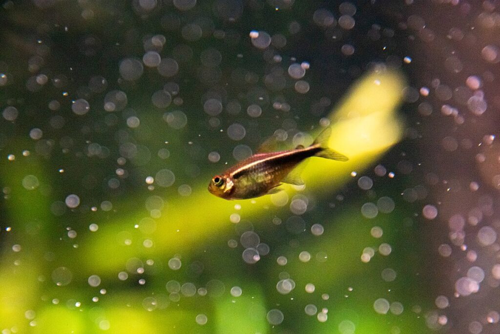 Feeding and Nutrition for Healthy Neon Tetras