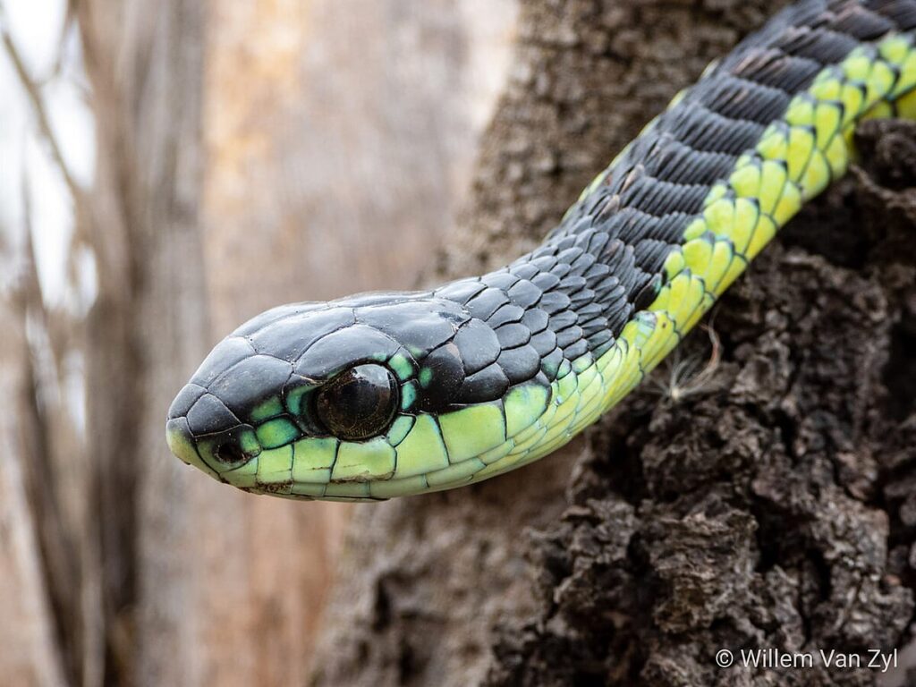 The Boomslang: A Notable Exception
