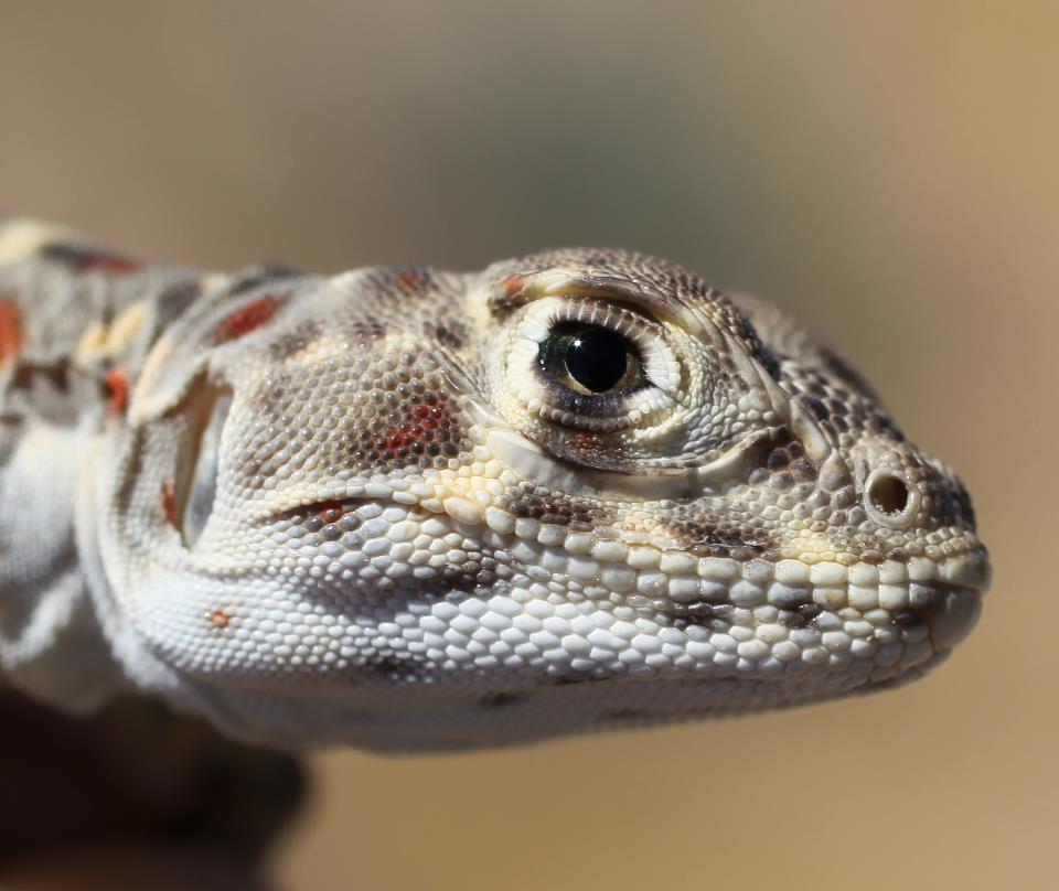 4. California - Diverse Landscapes, Diverse Reptiles