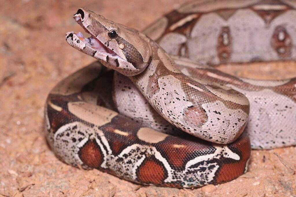 Boa Constrictor Morphs: Size and Splendor