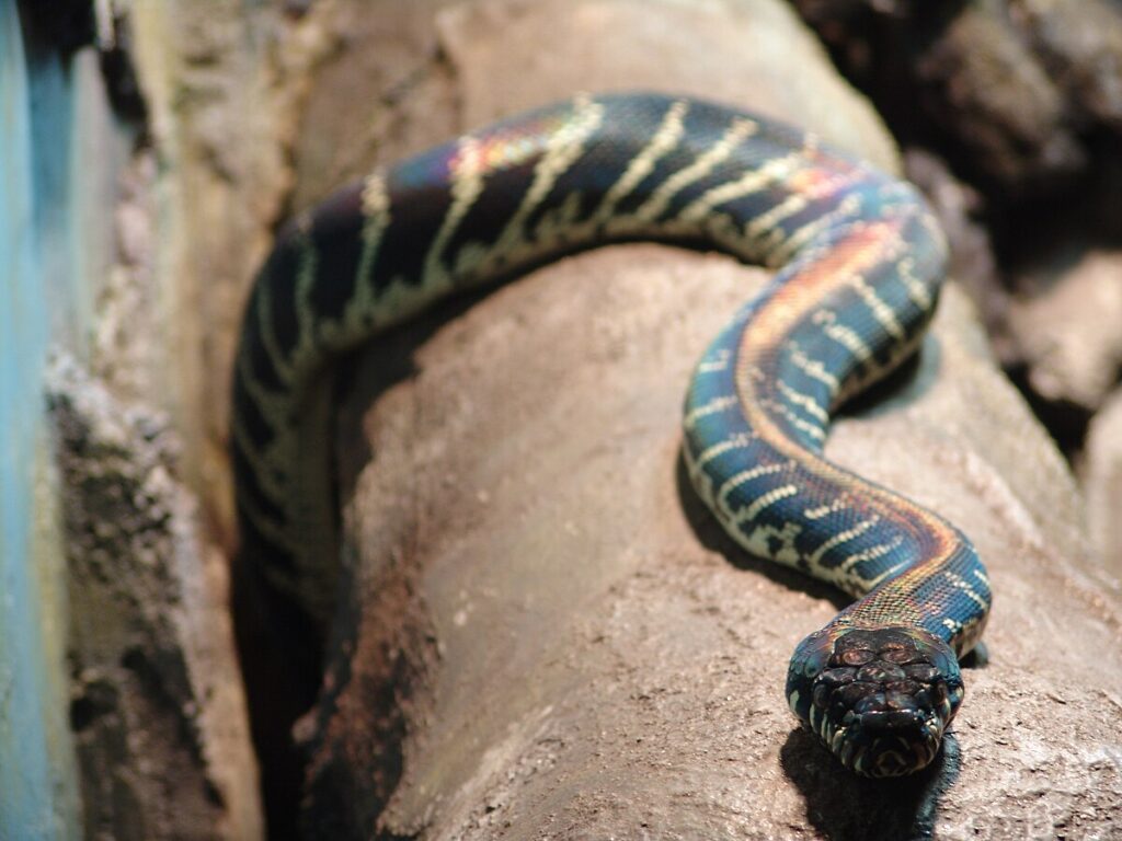 Boelen's Python (Simalia boeleni)
