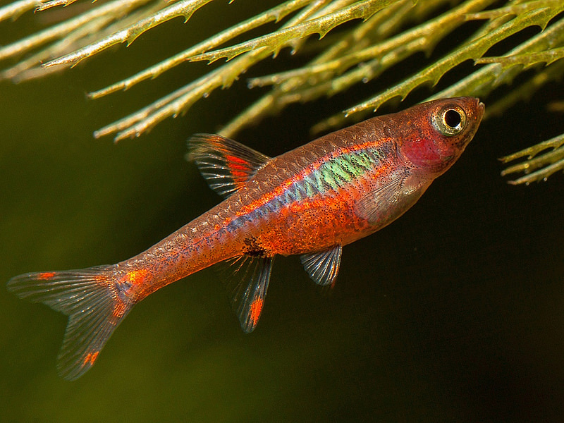 Chili Rasboras (Boraras brigittae)