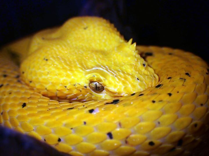 The Investment Aspect of Morph Collecting