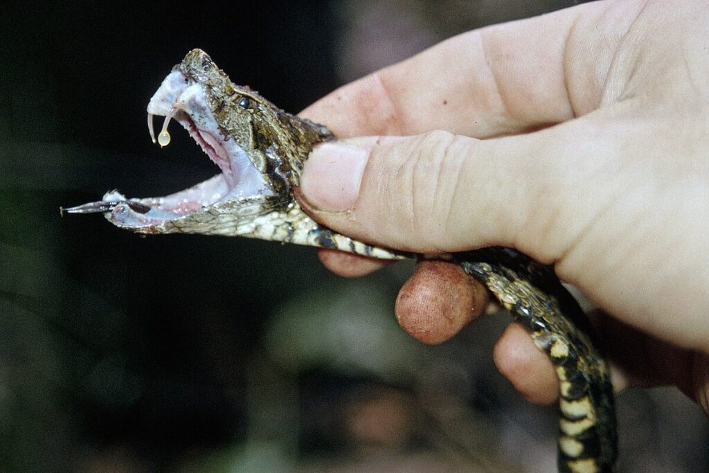 Implications for Antivenom Development
