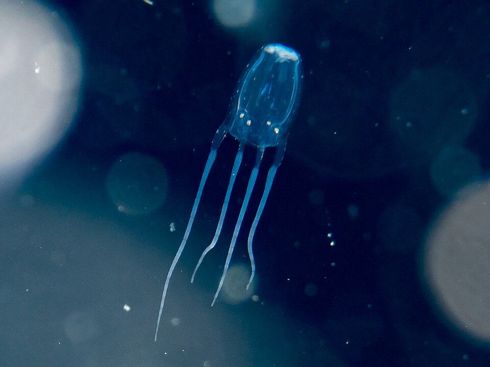 The Box Jellyfish: Toxicity Without Measure