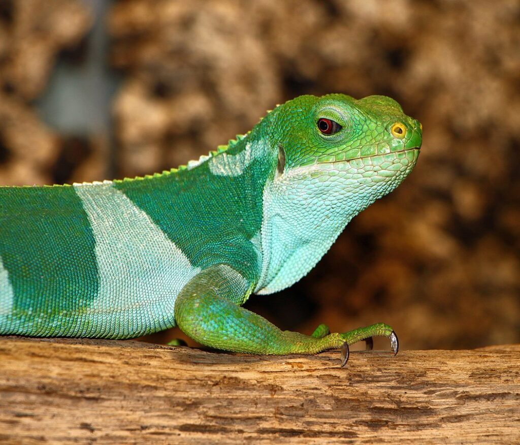 Driving Forces: Why Reptiles Are Targeted